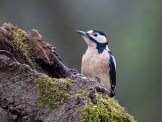 Buntspecht, Great Spotted Woodpecker, Dendrocopos major
