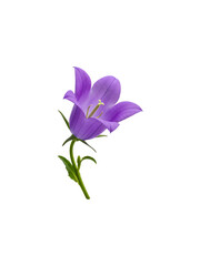 Purple flower isolated on transparent background png image with a single bellflower