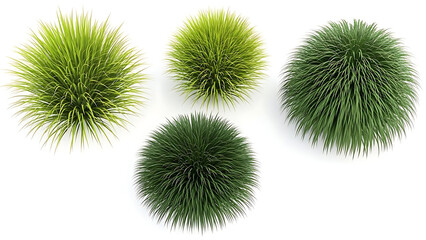 isolated green grass clumps and ornamental plants on white background for landscape design architectural visualization and digital assets.