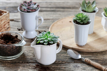 Planting succulents in plain ceramic cups.