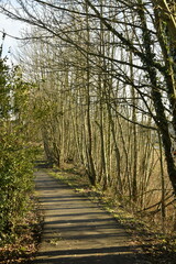 Chemin bitum&eacute; entre les arbres sous le soleil &agrave; &Eacute;caussinnes-d'Enghien (Soignies)