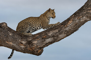 Obraz premium Leopard female resting in a tree in the late afternoon in Sabi Sands Game Reserve in the Greater Kruger Region in South Africa