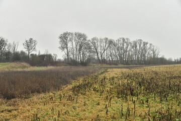 Champ boueux en hiver par temps de pluie &agrave; Frasnes-Lez-Gosselies (Charleroi) 