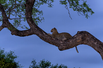 Leopard female resting in a tree in the late afternoon in Sabi Sands Game Reserve in the Greater Kruger Region in South Africa