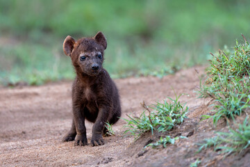 Fototapeta premium Spotted Hyena cub at the den. The hyena mother was nursing her curious cubs at the den with sunrise in Sabi Sands Game Reserve in South Africa