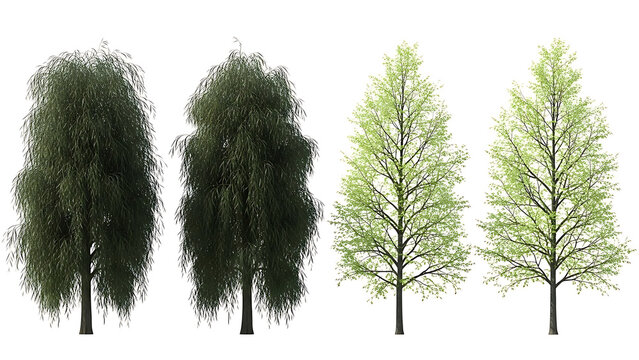 isolated weeping willow trees and fresh spring deciduous trees on white background for architectural visualization and graphic design projects.