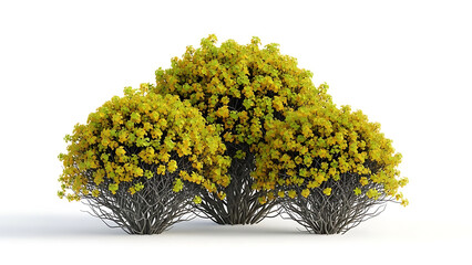 isolated yellow green bushes with autumnal foliage rendered on a clean white background useful for architectural landscaping design and seasonal graphic elements.