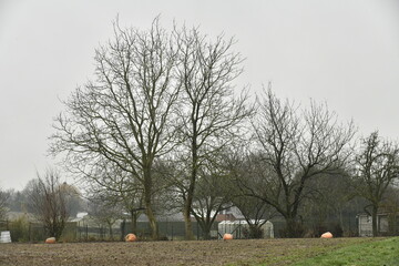 Quatre citrouilles g&eacute;ante le long des arbres en hiver &agrave; Frasnes-Lez-Gosselies (Charleroi) 