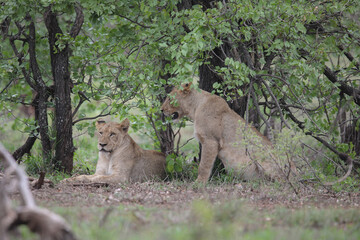 Lion resting in the Kruger National Park © John