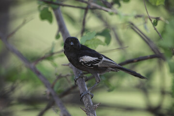 Southern black tit perched in a bushy tree, Kruger National Park