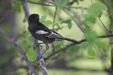Southern black tit perched in a bushy tree, Kruger National Park © John