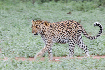 Obraz premium Wild leopard walking across Kruger National Park