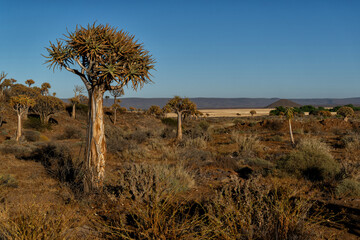 Obraz premium Quiver tree at sunrise in Gannabos a desolate part of the western cape in South Africa