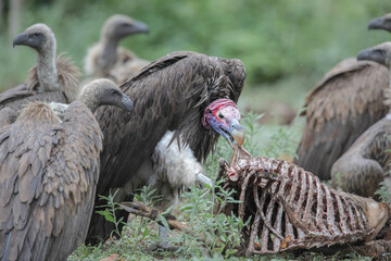 Fototapeta premium Lappet-faced vulture wanting to feed on an antelope carcass in the Kruger National Park