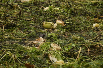 Restes de betteraves sucri&egrave;res apr&egrave;s r&eacute;colte dans un champs &agrave; Frasnes-Lez-Gosselies (Charleroi)