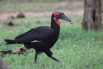 Endangered southern ground hornbill looking for frogs to eat on the ground © John