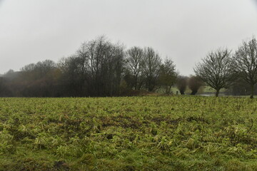 For&ecirc;t en hiver derri&egrave;re un champ sous la pluie &agrave; Frasnes-Lez-Gosselies (Charleroi)