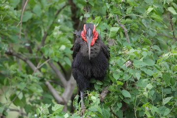 Endangered southern ground hornbill standing in a mopani tree © John