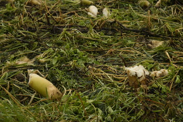 Restes de betteraves sucri&egrave;res apr&egrave;s r&eacute;colte dans un champs &agrave; Frasnes-Lez-Gosselies (Charleroi)