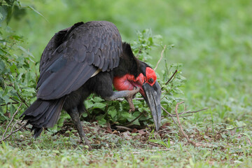 Endangered southern ground hornbill scratching its head