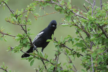 Southern black tit looking for food in a green bush © John