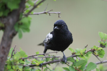 Southern black tit looking for food in a green bush © John