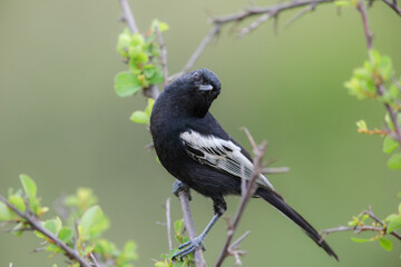 Southern black tit looking for food in a green bush © John