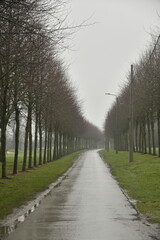Route de campagne entre deux rang&eacute;es de platanes par temps de bruine battante &agrave; Frasnes-Lez-Gosselies (Charleroi)
