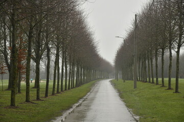 Route de campagne entre deux rang&eacute;es de platanes par temps de bruine battante &agrave; Frasnes-Lez-Gosselies (Charleroi)