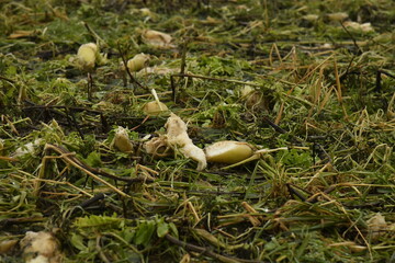 Restes de betteraves sucri&egrave;res apr&egrave;s r&eacute;colte dans un champs &agrave; Frasnes-Lez-Gosselies (Charleroi)