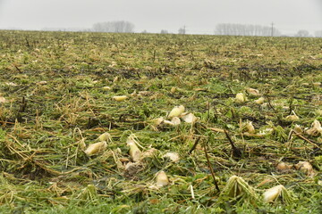 Restes de betteraves sucri&egrave;res apr&egrave;s r&eacute;colte dans un champs &agrave; Frasnes-Lez-Gosselies (Charleroi)