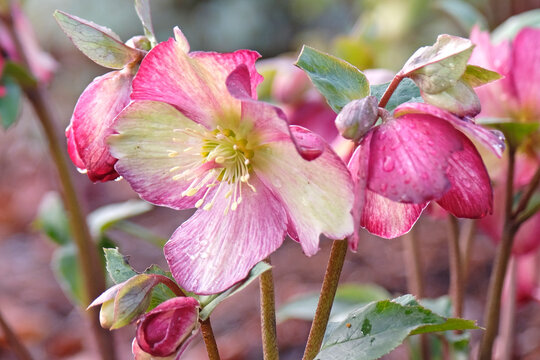 Pink and cream Helleborus, hellebore or lenten rose, &lsquo;ice n roses dark picotee&rsquo; in flower.