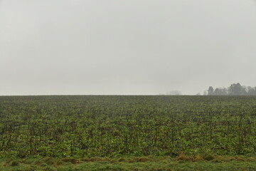 Paysage rural sous la brume et la bruine &agrave; Frasnes-Lez-Gosselies (Charleroi)