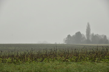 Paysage rural sous la brume et la bruine &agrave; Frasnes-Lez-Gosselies (Charleroi)