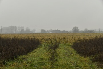 Paysage rural sous la brume et la bruine &agrave; Frasnes-Lez-Gosselies (Charleroi)