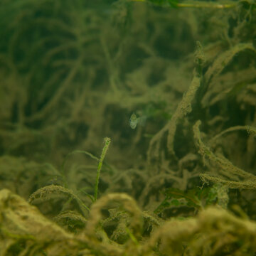 Small fish swimming in underwater murky green vegetation