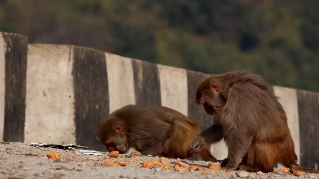 A close-up real-time wildlife video showing multiple rhesus macaques calmly feeding beside a mountain highway in the Himalayan region of Himachal Pradesh, India.