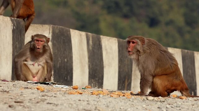 Roadside rhesus macaques feeding in himalayas. Close-up video focuses on dominance, alert posture, and feeding hierarchy among rhesus macaques beside a himalayan mountain highway.
