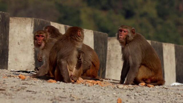 A realistic close-up wildlife video capturing rhesus macaques feeding near a mountain highway surrounded by the Himalayan terrain of Himachal Pradesh, India.