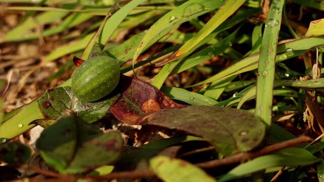 A real time close up wildlife video showing a green color limacodidae moth caterpillar resting and slowly moving on its host plant leaf during the winter season in the morning.