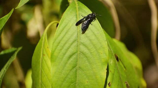 A high-quality closeup wildlife video showing a blue-winged black potter wasp from the Allorhynchium species resting calmly on a fresh green leaf during early morning hours in the winter season.