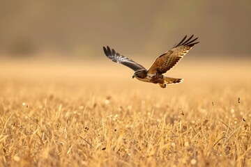 Obraz premium Majestic Hawk Soaring Over Golden Field During Late Afternoon Light in Natural Landscape
