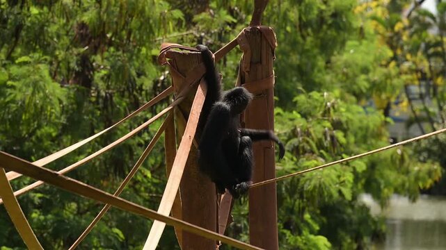Spider monkey, monkeys filmed in slow motion at a zoo in Brazil, 4k, natural light, slow motion, selective focus.