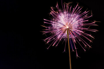 Close up of pink dandelion shaped firework sparkler glowing against black background