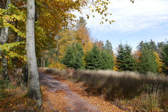 Wanderweg auf dem Rennsteig im Th&uuml;ringer Wald