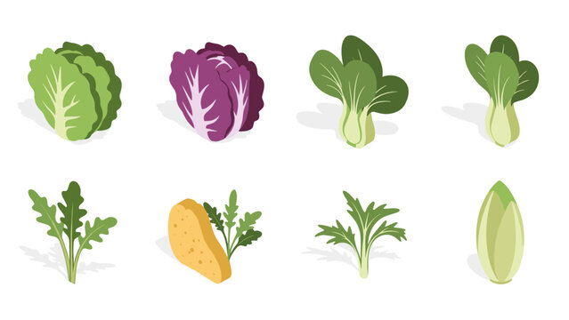 Isometric fresh vegetables collection with kale, cabbage, and endive