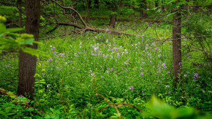 Woodland clearing blooming with vibrant spring wildflowers