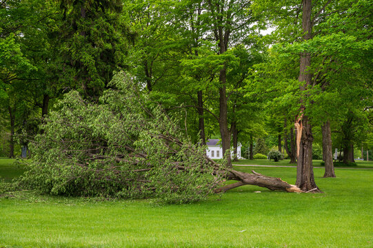 Fallen tree trunk splitting after strong storm damage