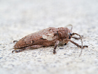 Niphona picticornis Longhorn Beetle on Tree Bark in Natural Mediterranean Habitat. Niphona picticornis