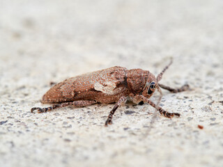 Niphona picticornis Longhorn Beetle on Tree Bark in Natural Mediterranean Habitat. Niphona picticornis